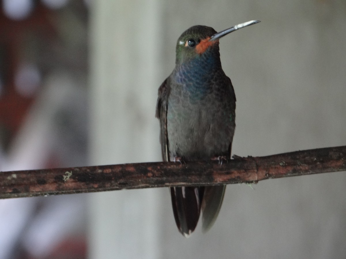 Colibrí de Bouguer Occidental - ML617537949