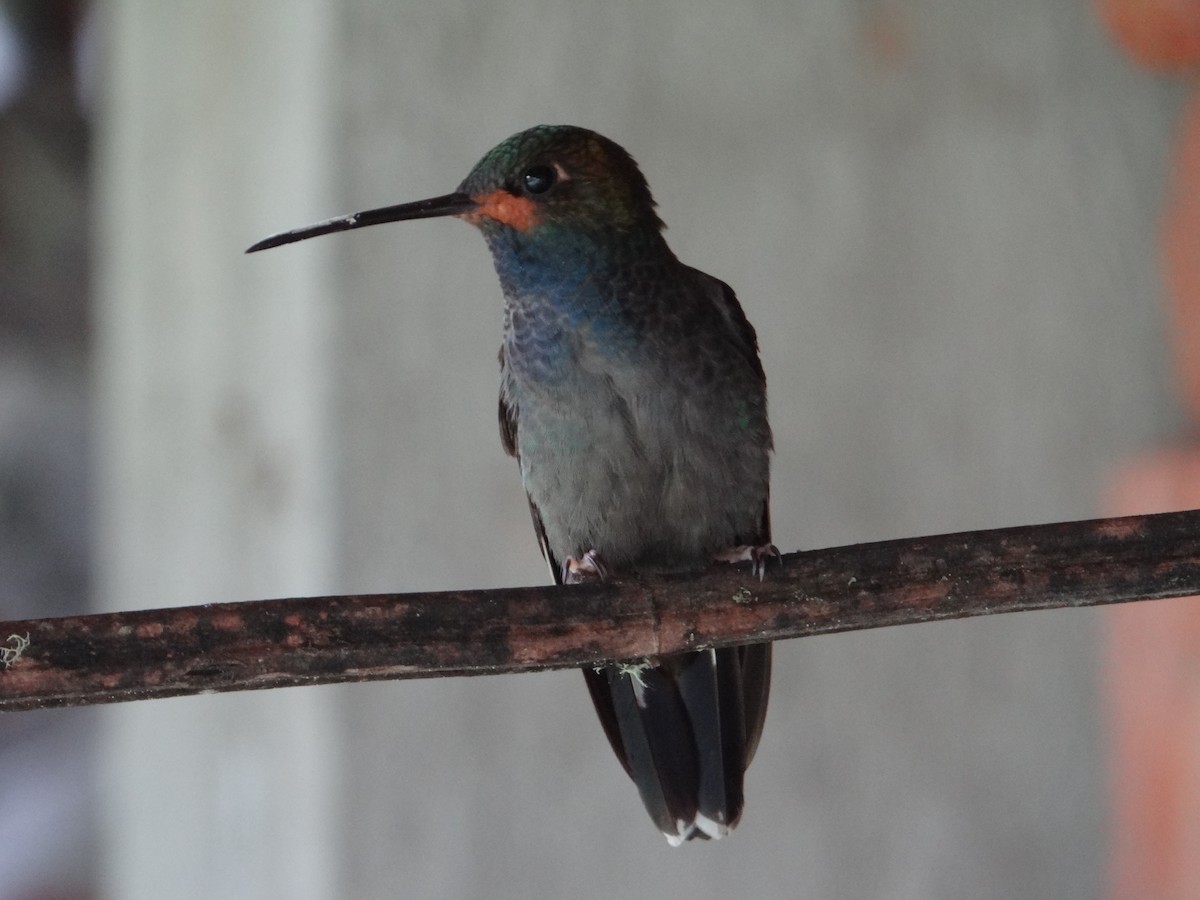 Rufous-gaped Hillstar - Francisco Sornoza