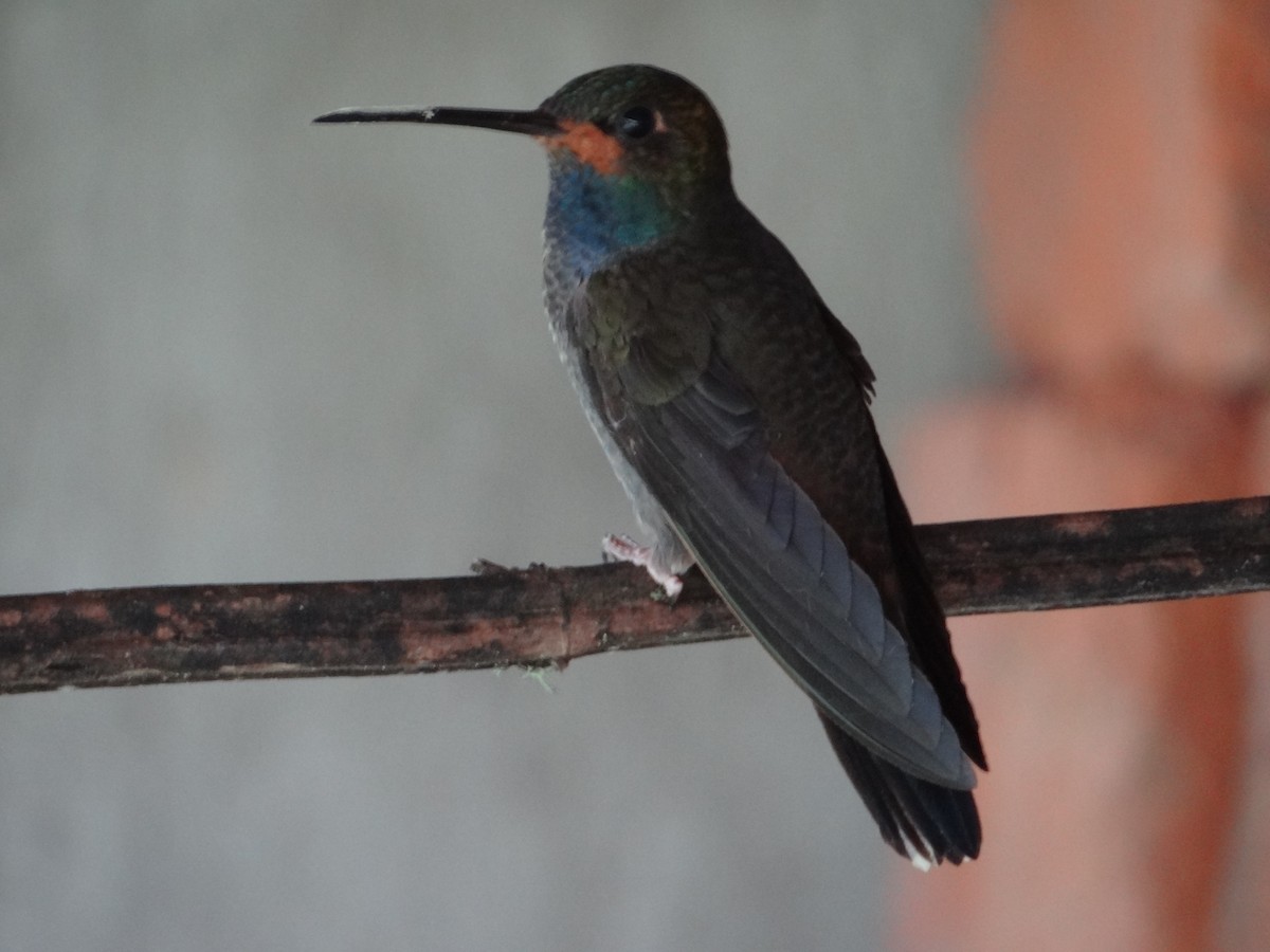 Colibrí de Bouguer Occidental - ML617537951