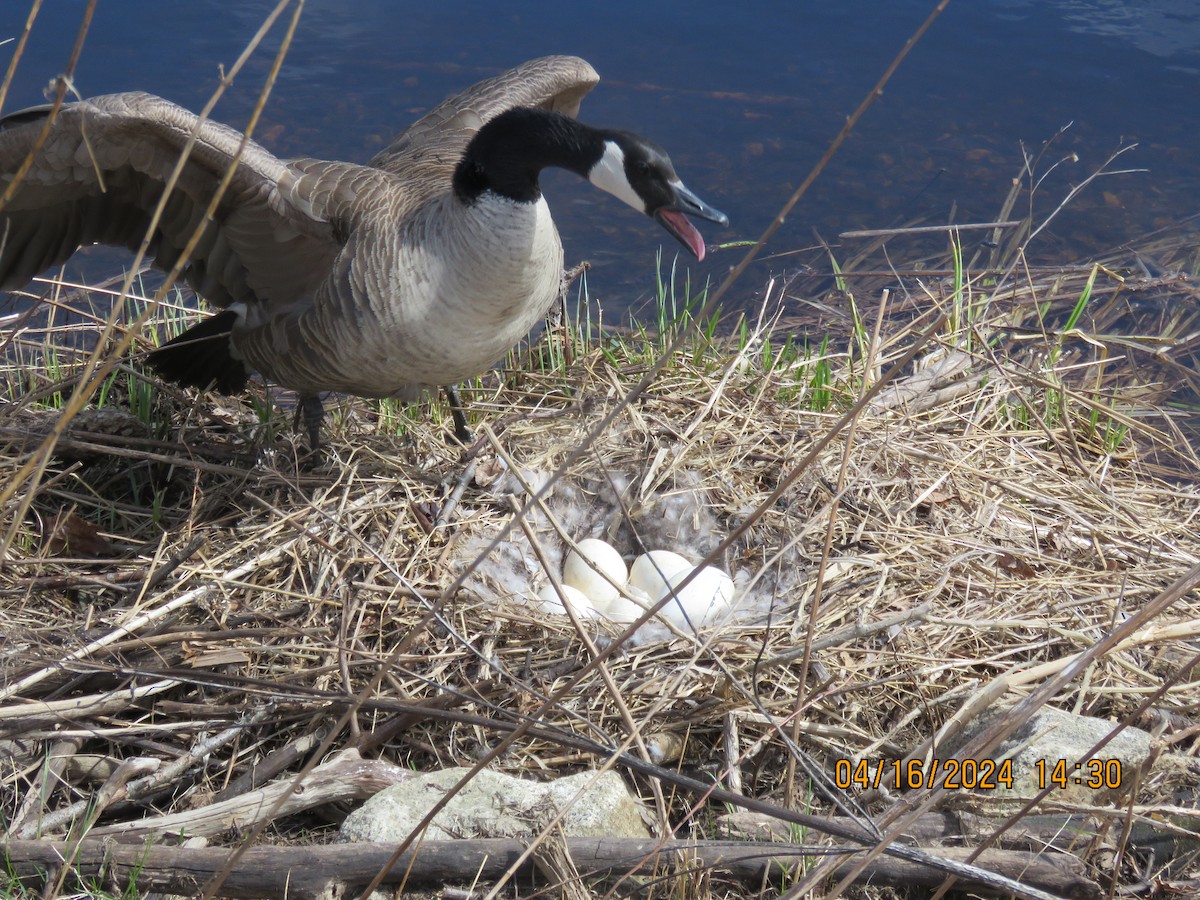 Canada Goose - ML617537993