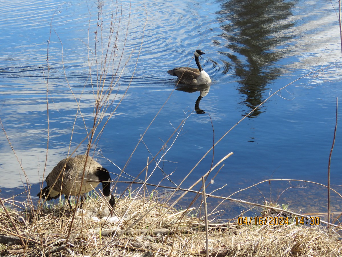 Canada Goose - Langis Sirois