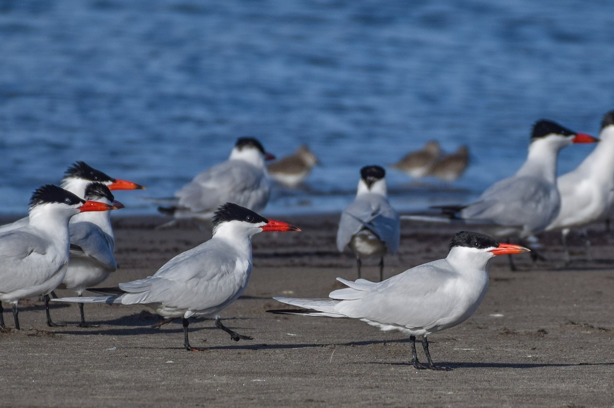 Caspian Tern - ML617538037