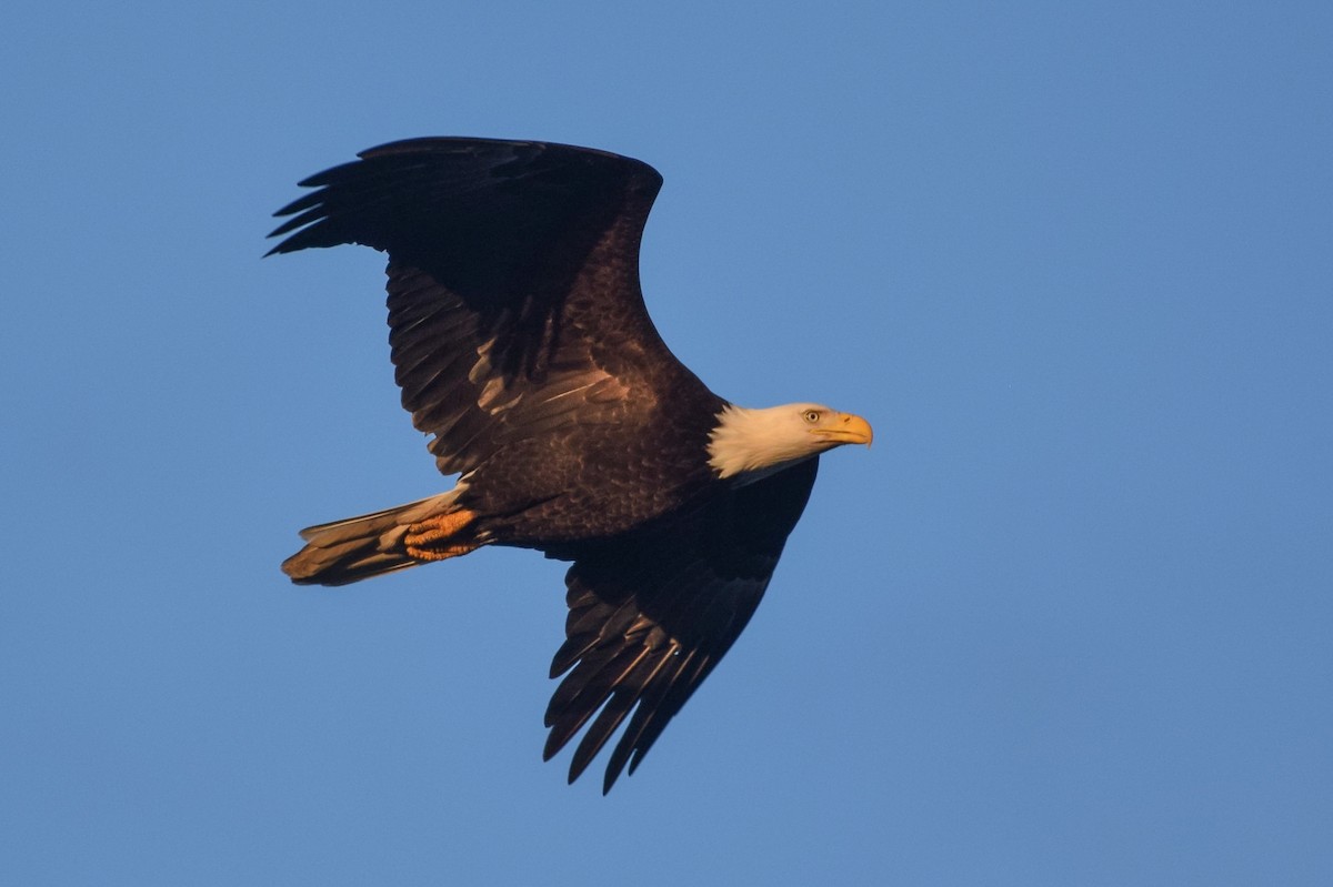 Weißkopf-Seeadler - ML617538073