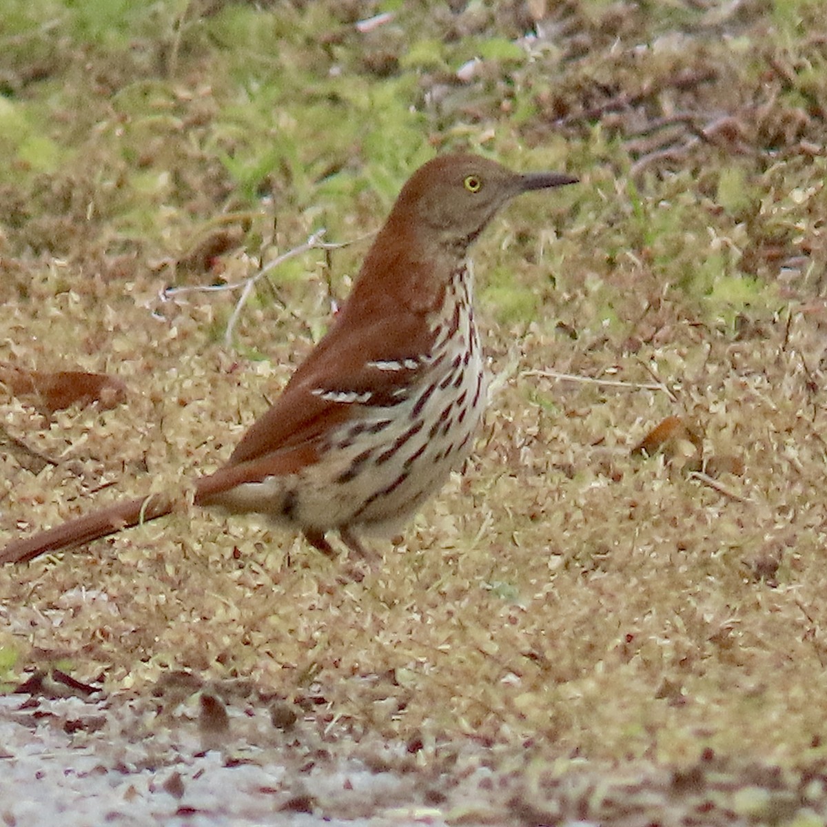 Brown Thrasher - Tom & Anna Leith