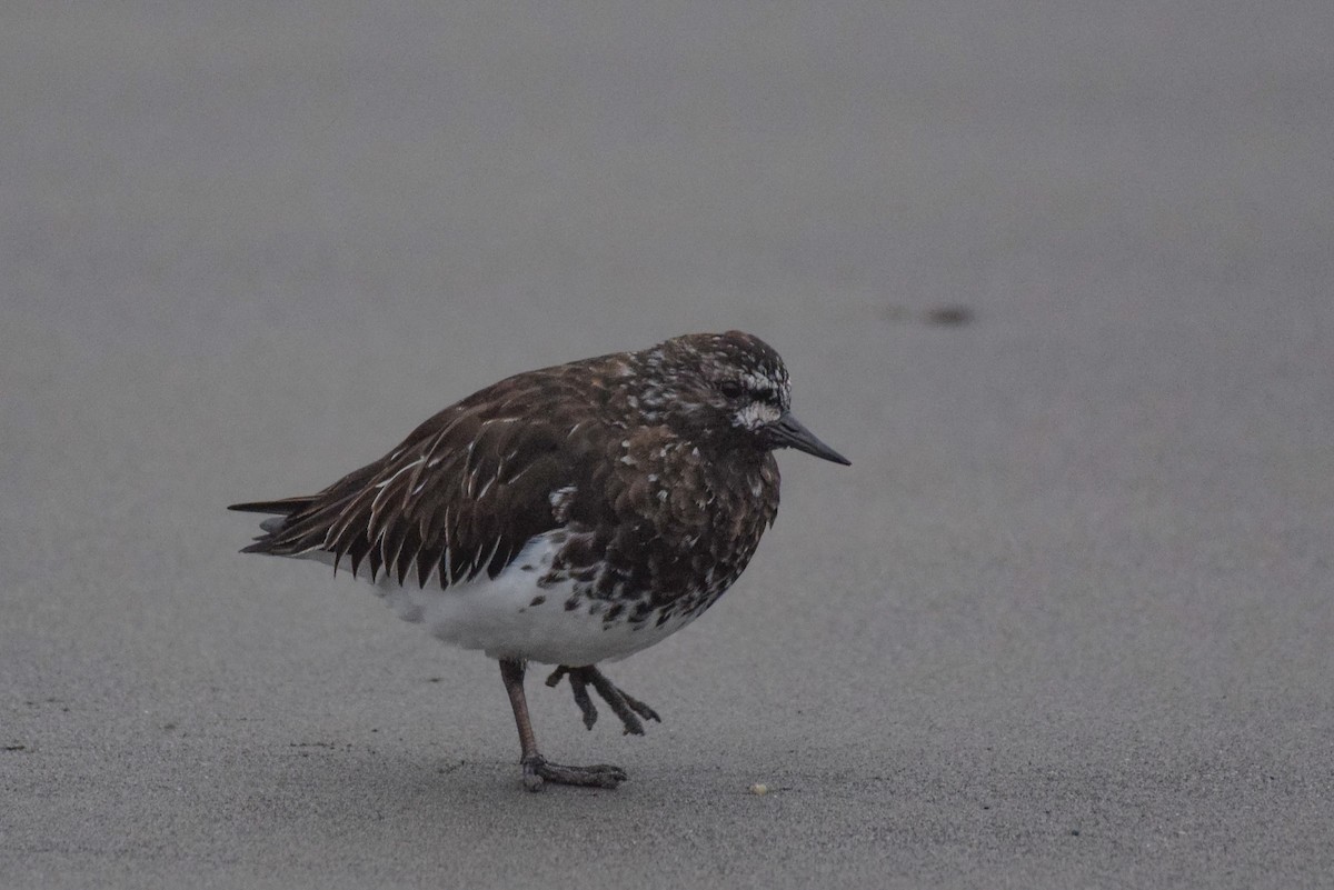 Black Turnstone - ML617538121