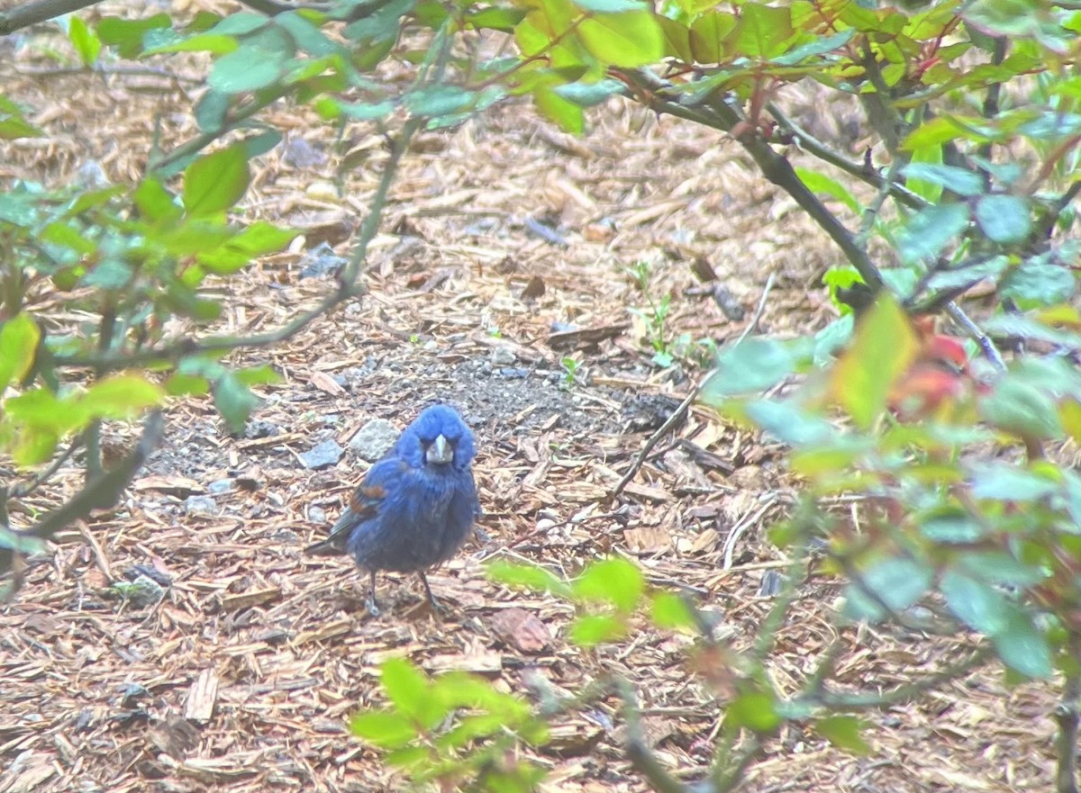 Blue Grosbeak - ML617538176