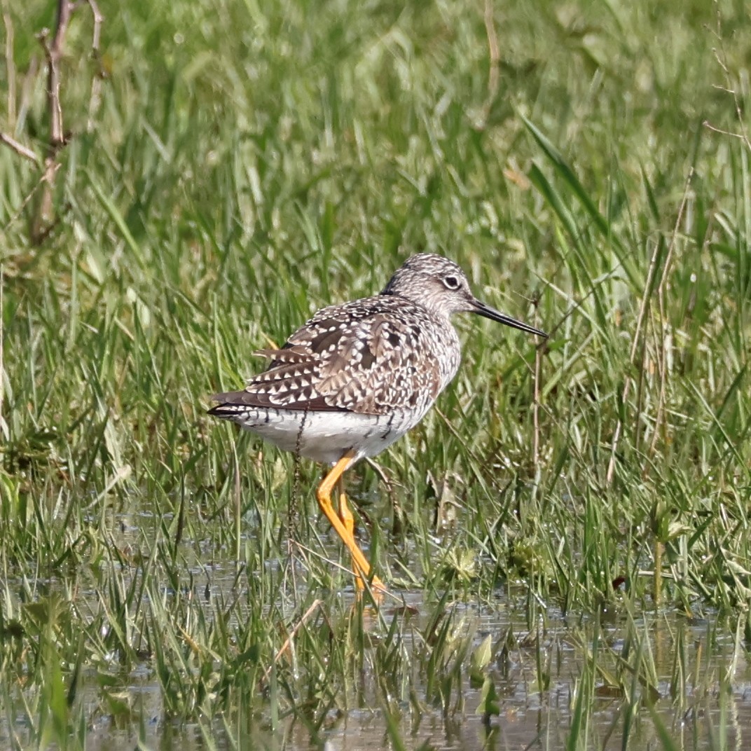 Greater Yellowlegs - Nathan Stimson