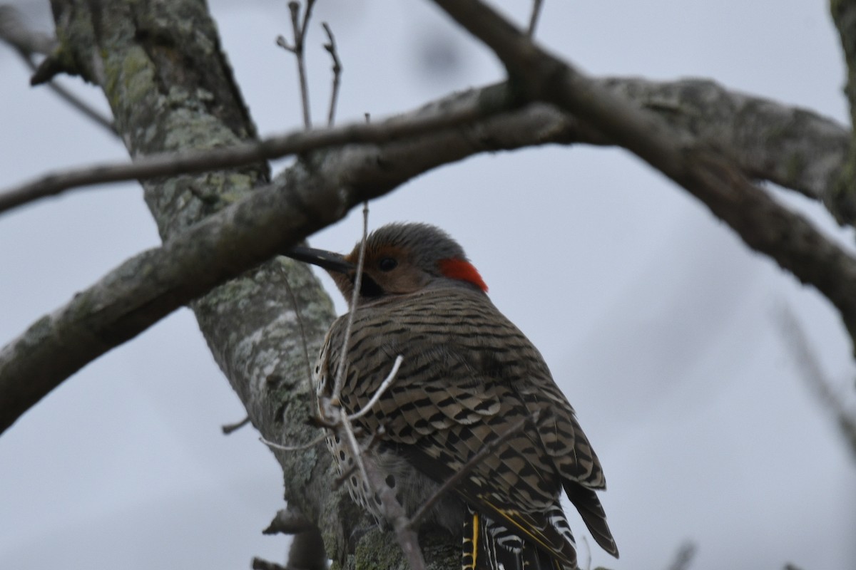 Northern Flicker - Randy Dougherty