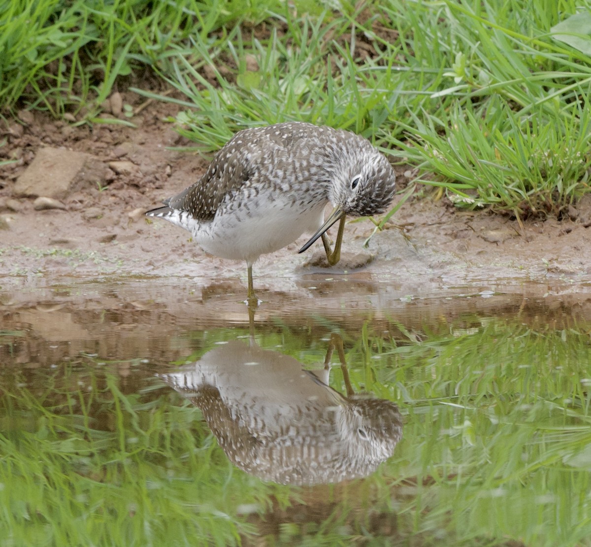 Solitary Sandpiper - ML617538306