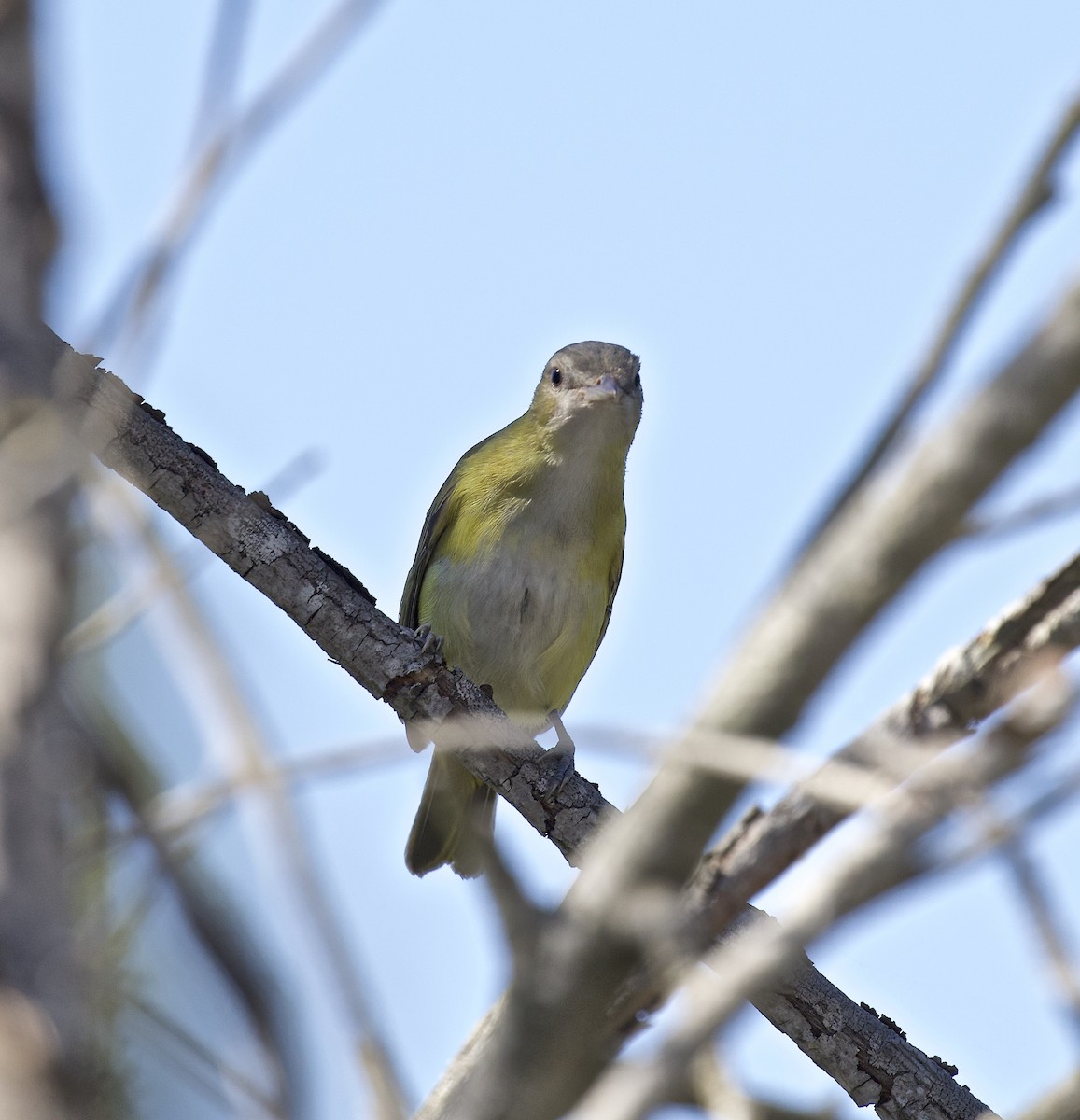 Yellow-green Vireo - ML617538313