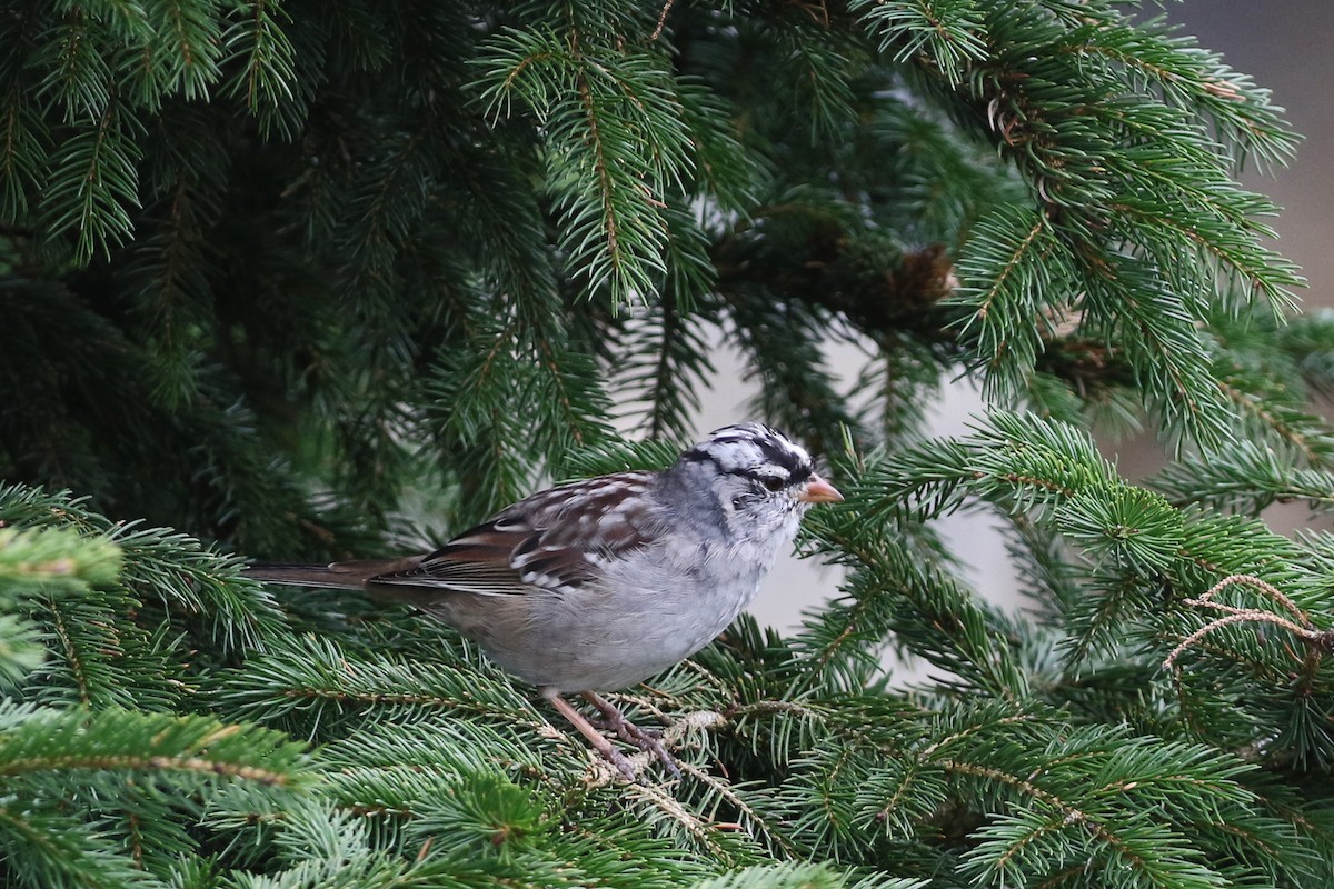 Bruant à couronne blanche - ML617538337