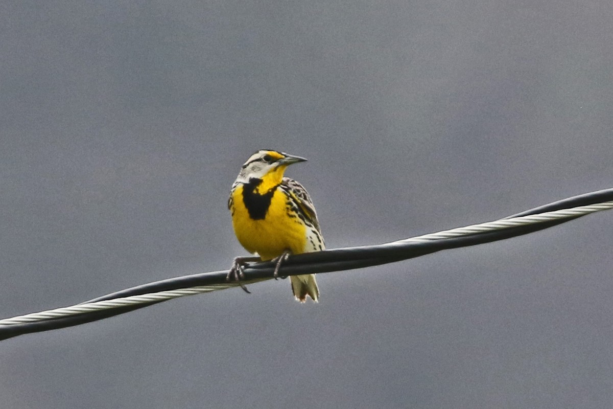 Eastern Meadowlark - ML617538351