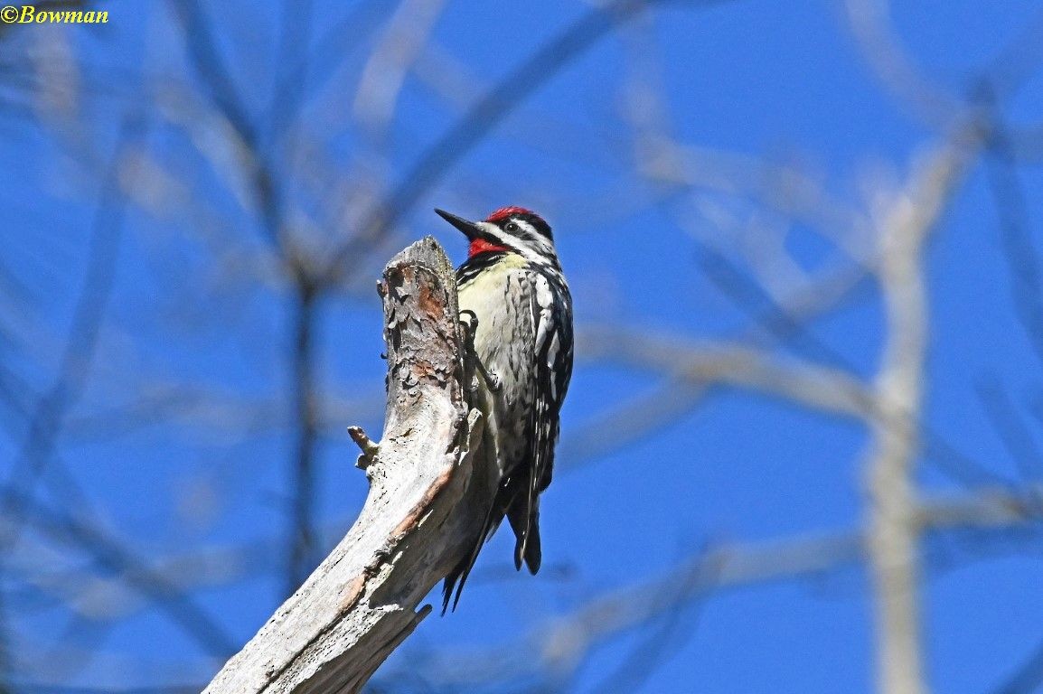 Yellow-bellied Sapsucker - ML617538353