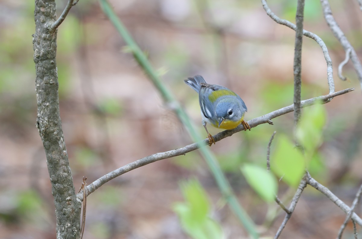 Northern Parula - ML617538356