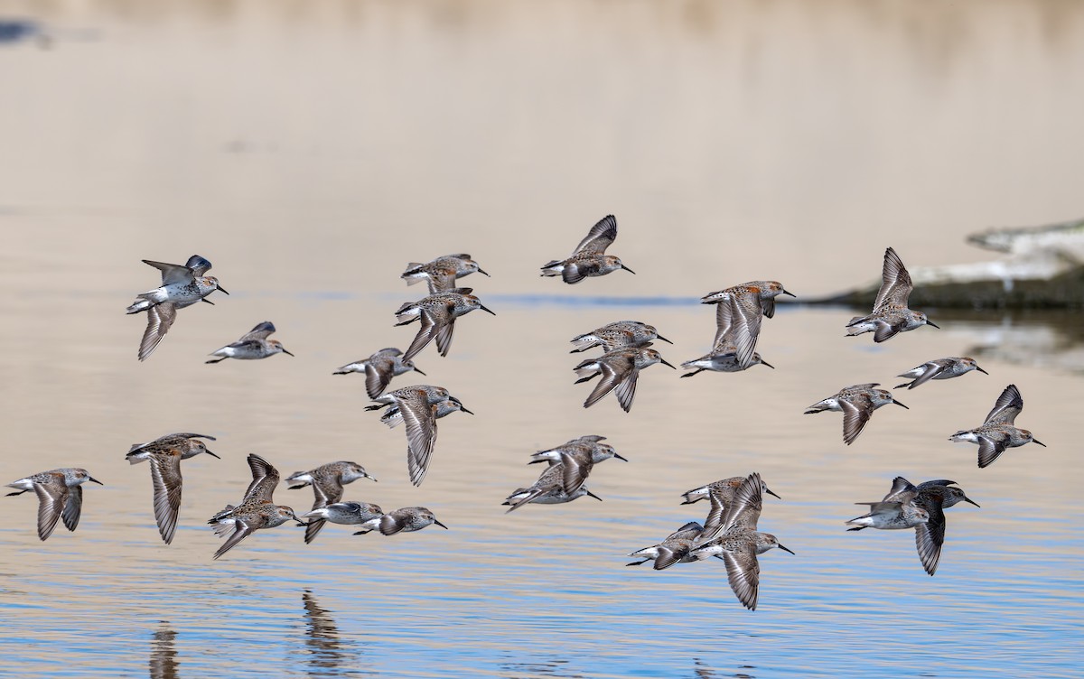 Western Sandpiper - ML617538363