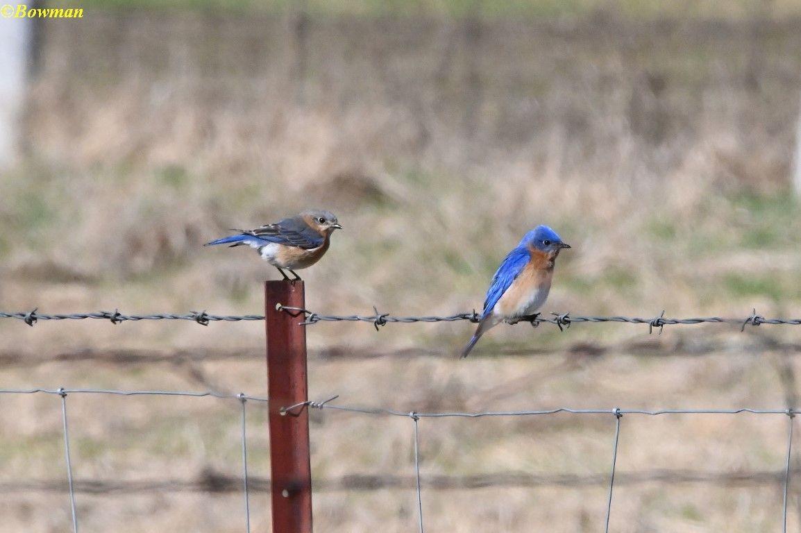 Eastern Bluebird - ML617538368