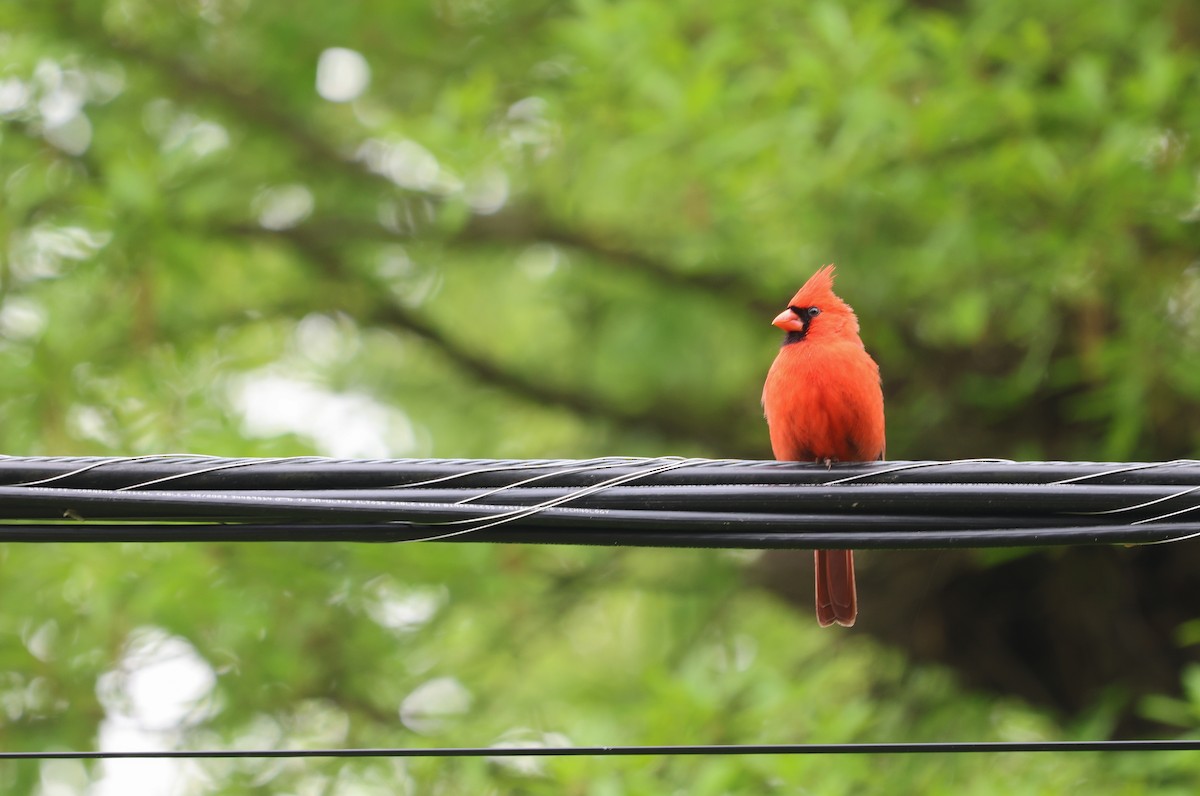 Northern Cardinal - ML617538373