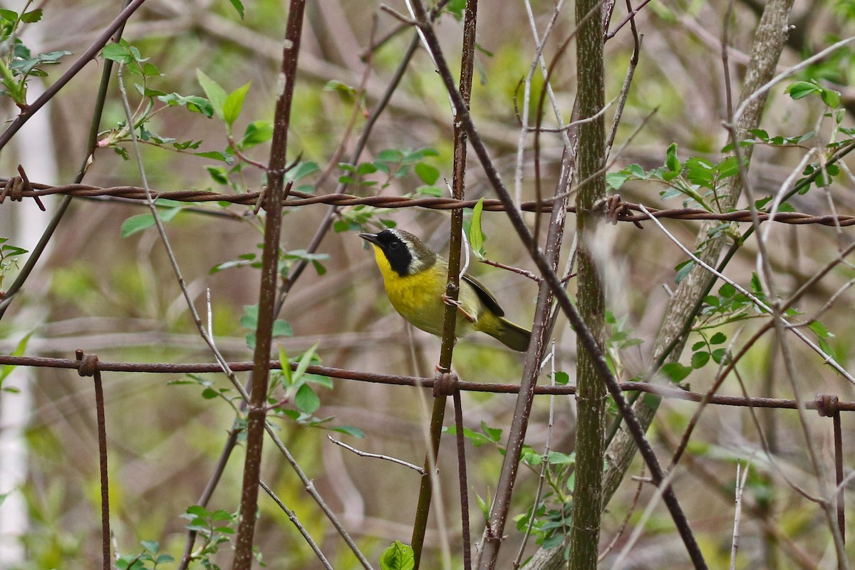 Paruline masquée - ML617538374