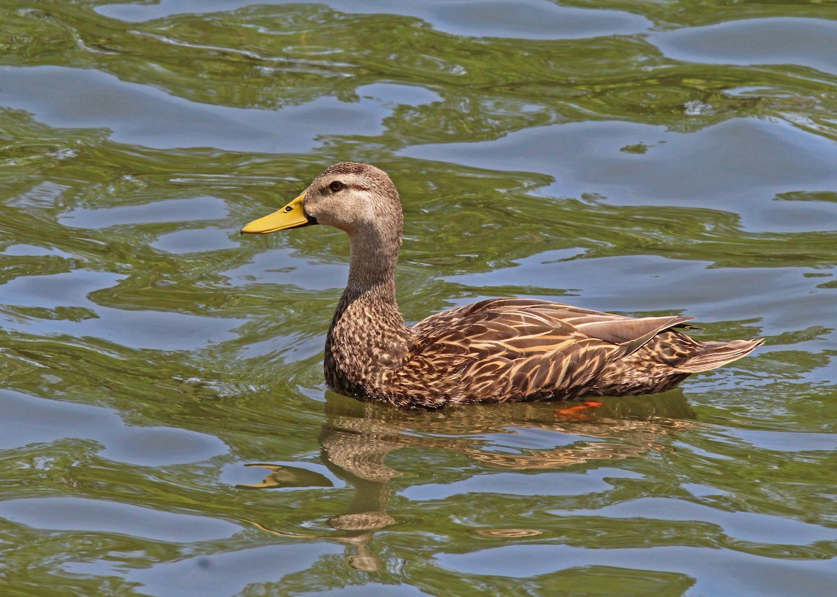 Mottled Duck - ML617538378