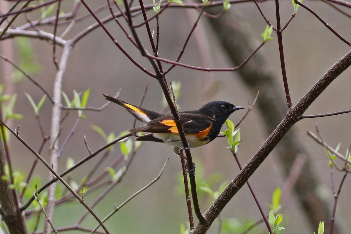 American Redstart - ML617538385