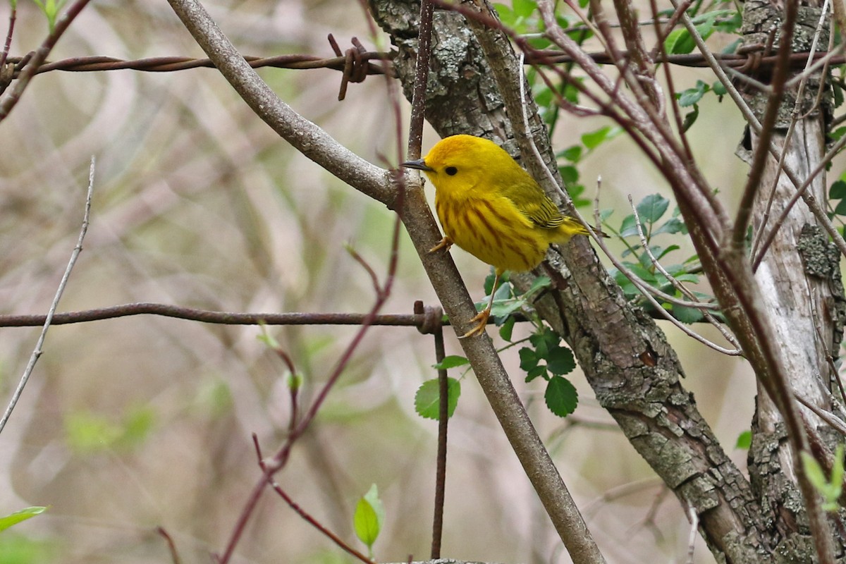 Yellow Warbler - ML617538401