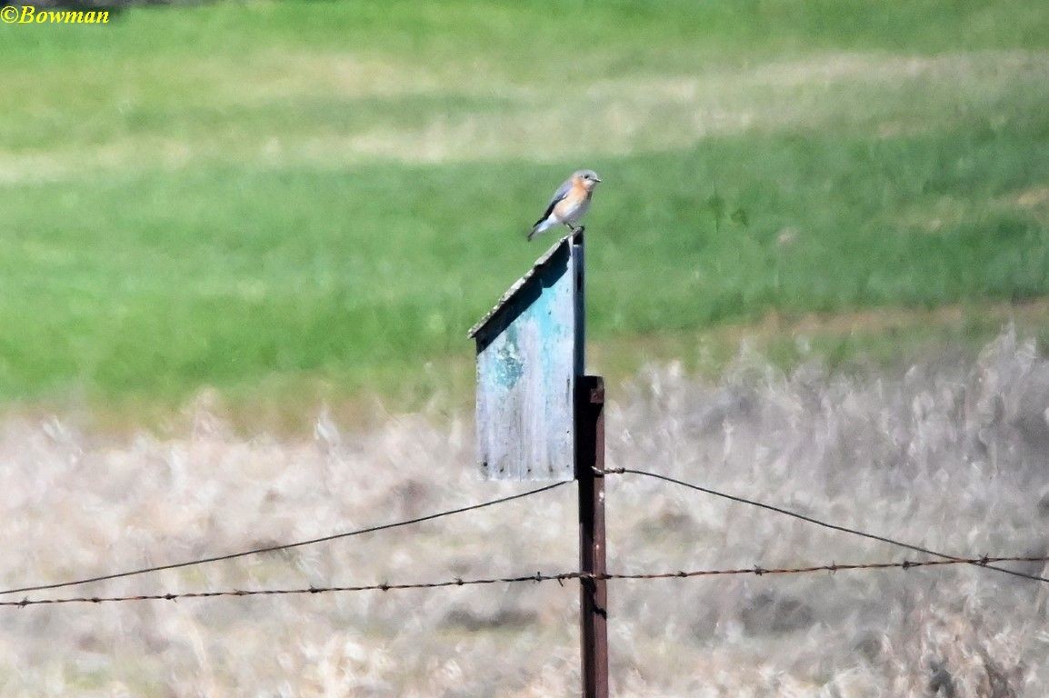 Eastern Bluebird - ML617538428