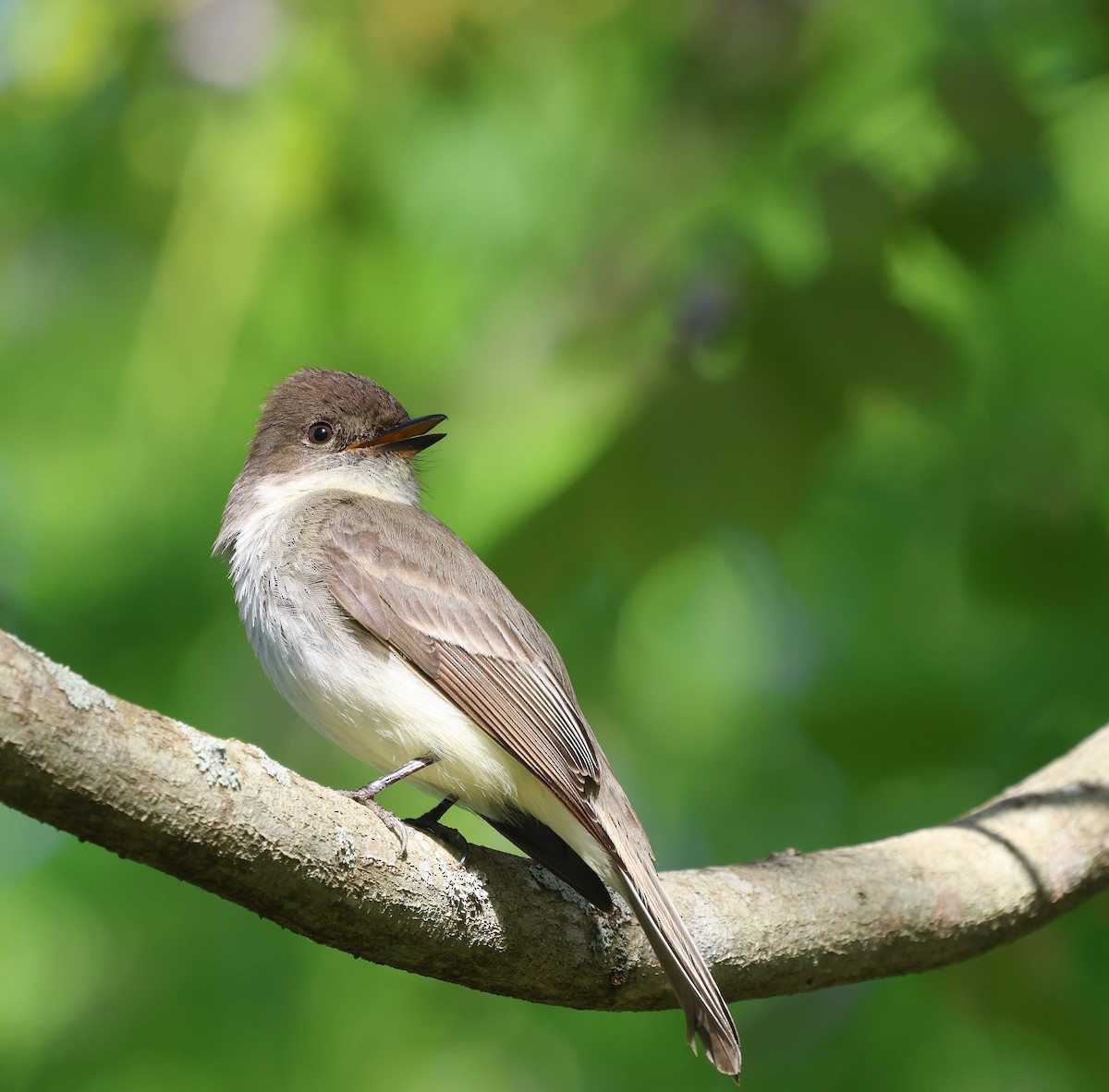 Eastern Phoebe - Ezra H