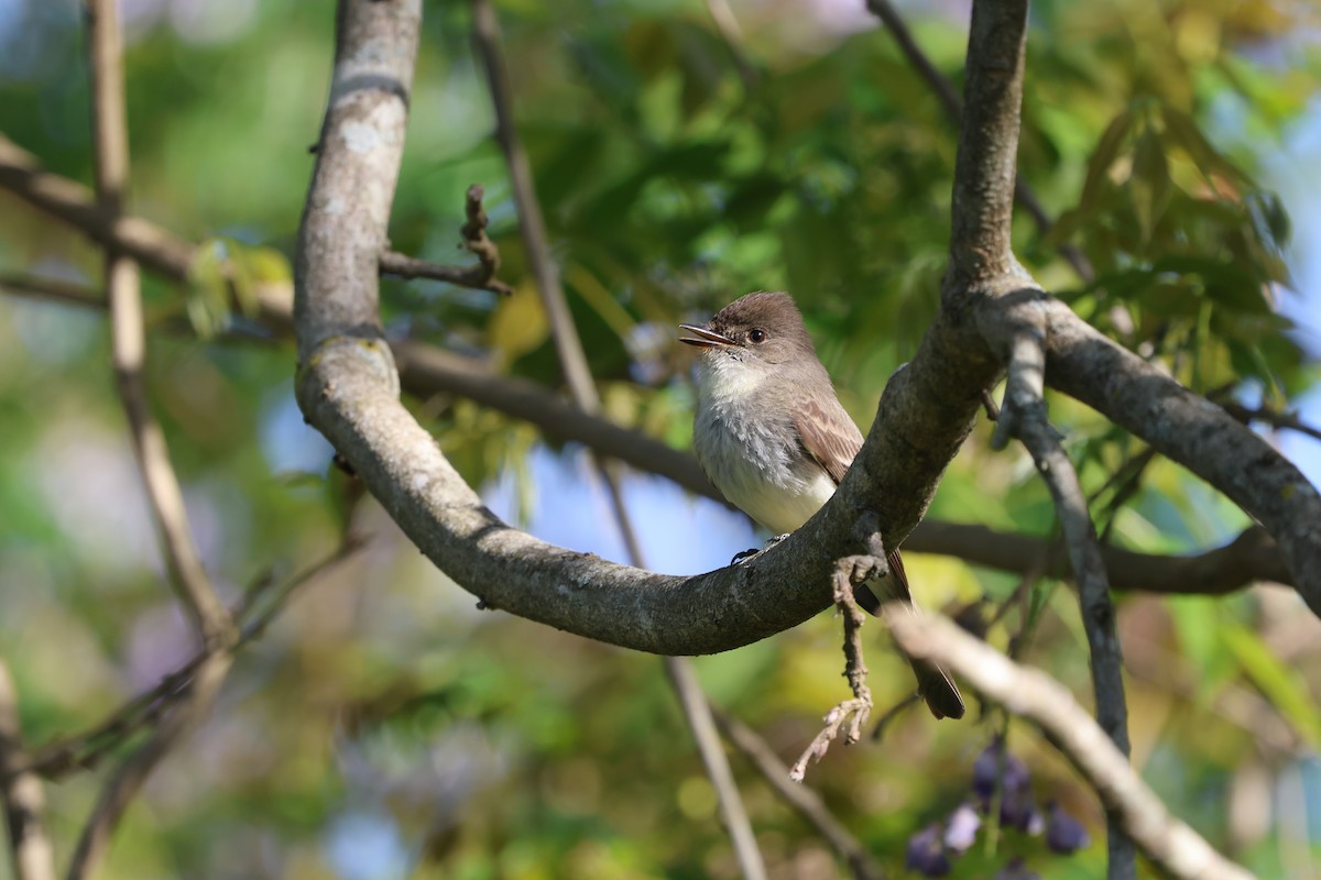 Eastern Phoebe - Ezra H