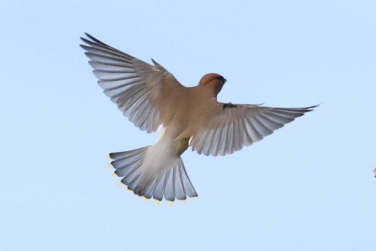 Cedar Waxwing - ML617538457