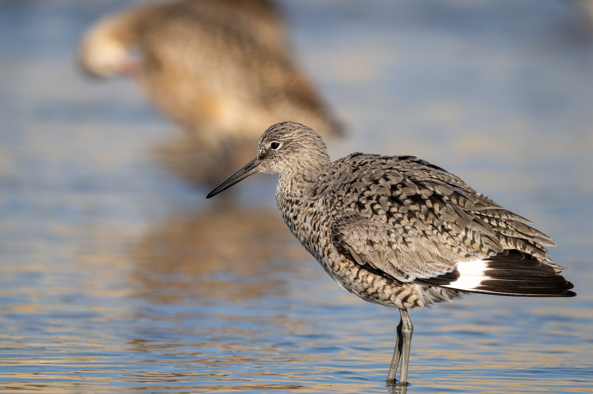Willet - ML617538512