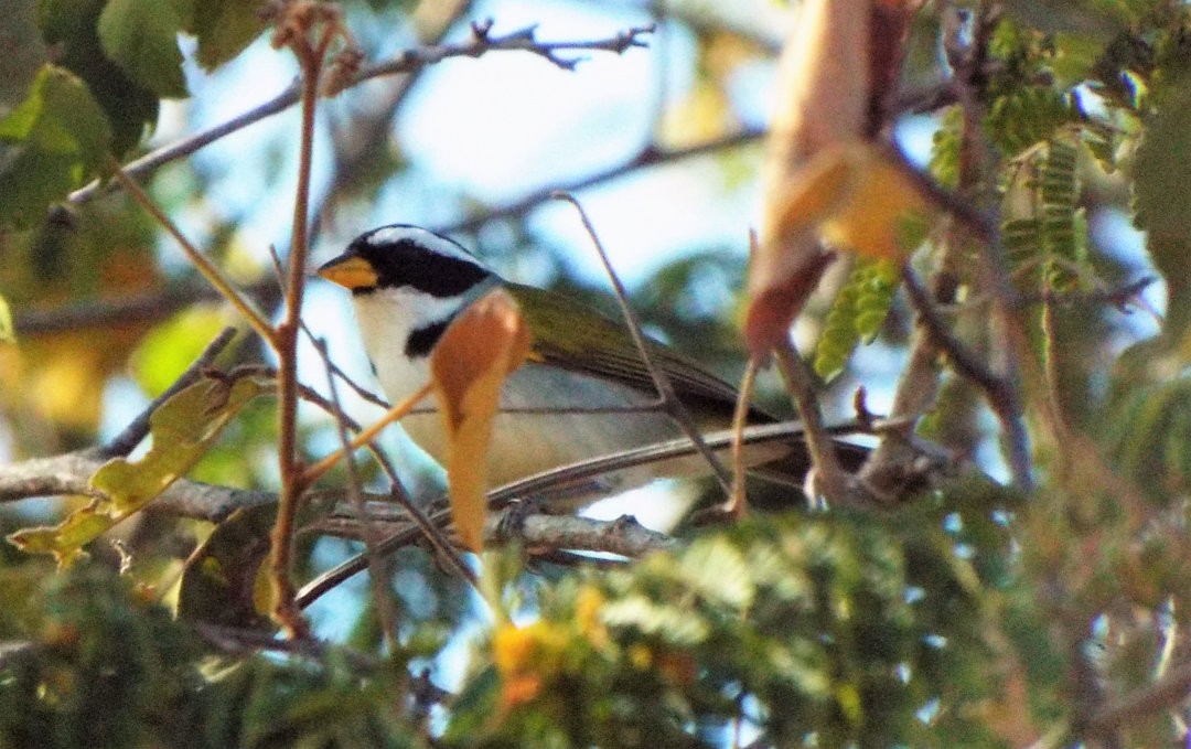 Sao Francisco Sparrow - ML617538541