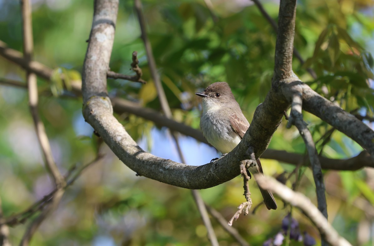 Eastern Phoebe - Ezra H