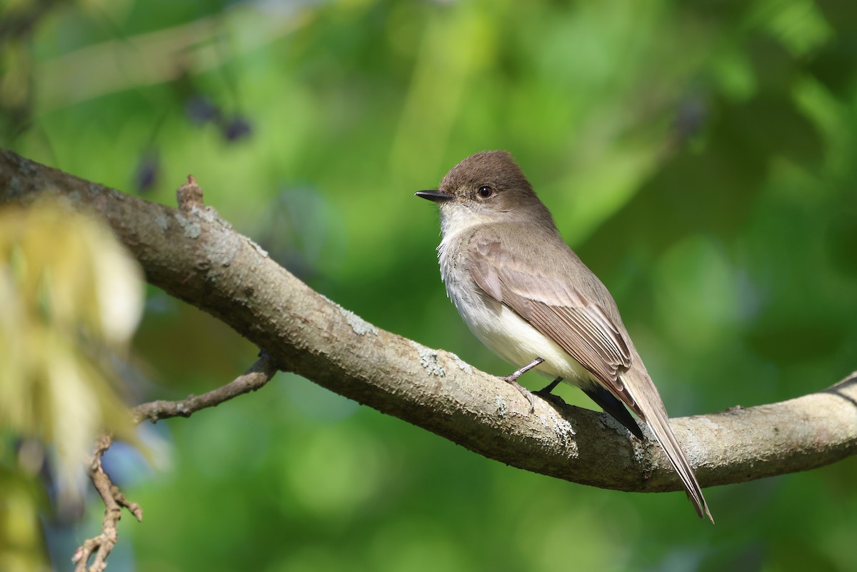 Eastern Phoebe - Ezra H