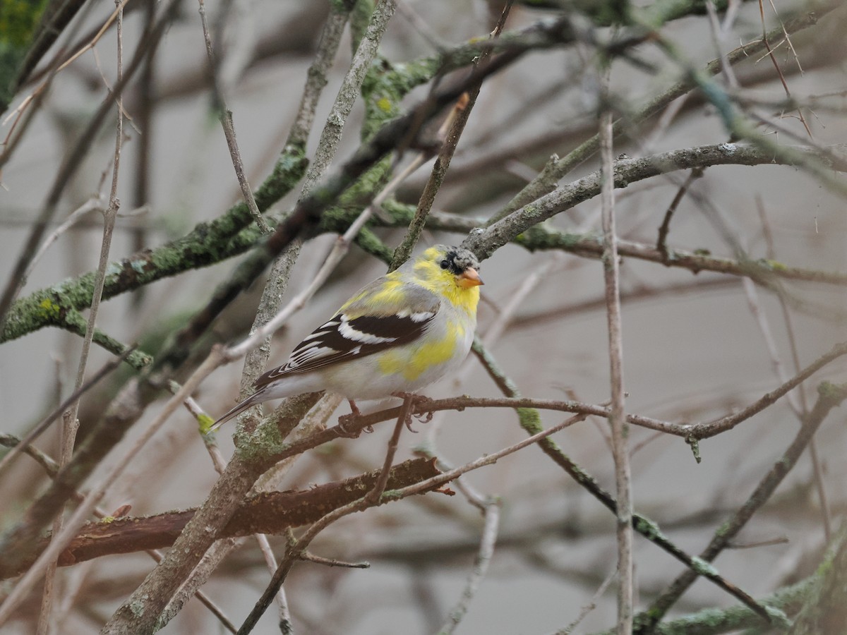 American Goldfinch - ML617538551