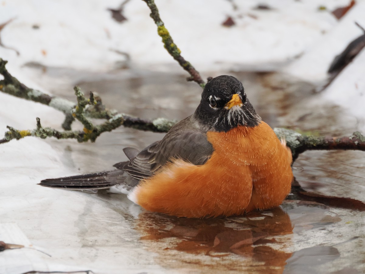 American Robin - ML617538558