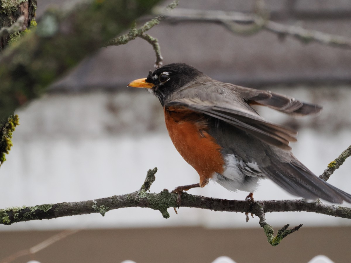 American Robin - ML617538567