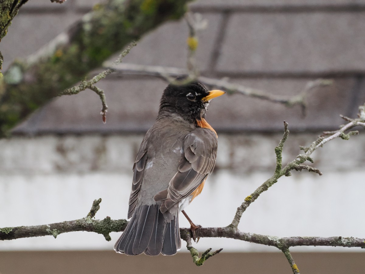 American Robin - ML617538571