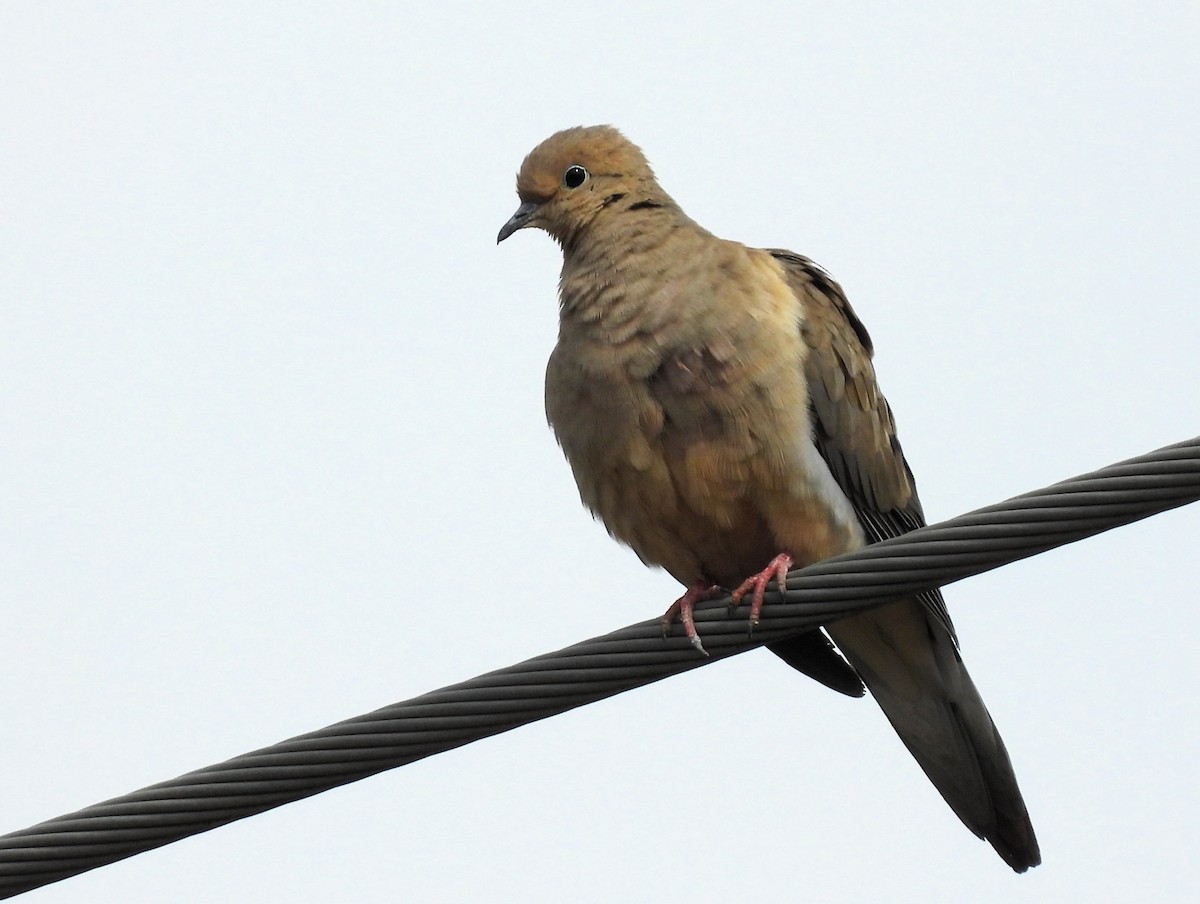 Mourning Dove - ML617538572