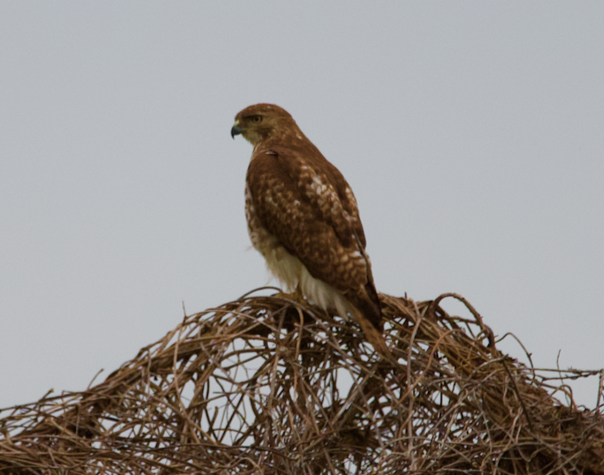 Red-tailed Hawk - ML617538626