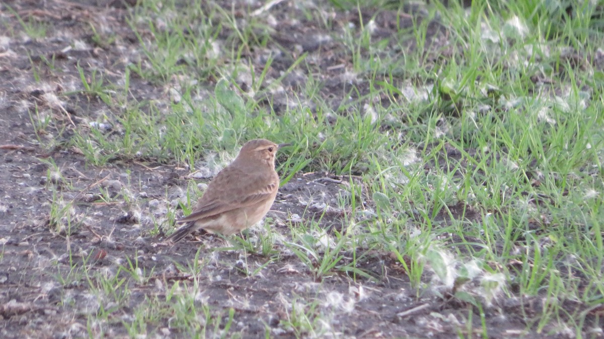 Common Miner - ML617538634