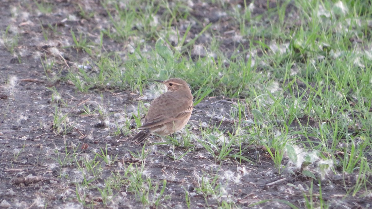 patagoniatunnelfugl - ML617538635