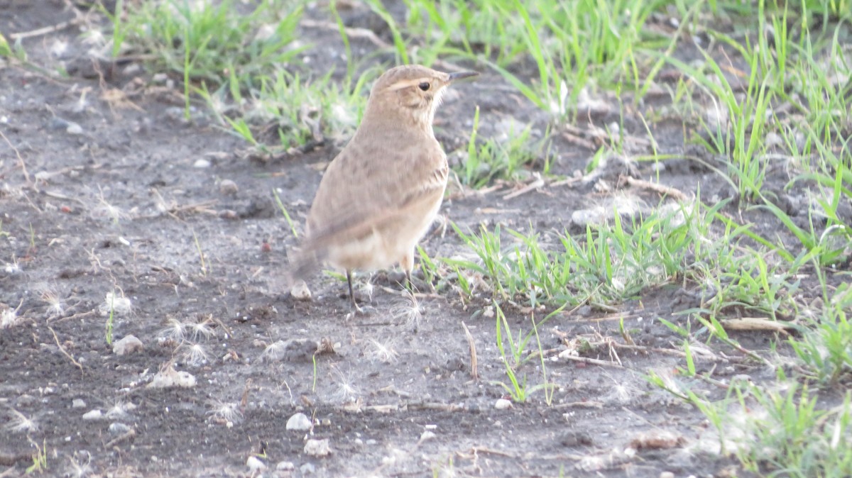 Common Miner - ML617538636