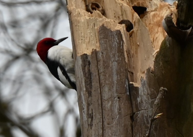 Red-headed Woodpecker - ML617538671