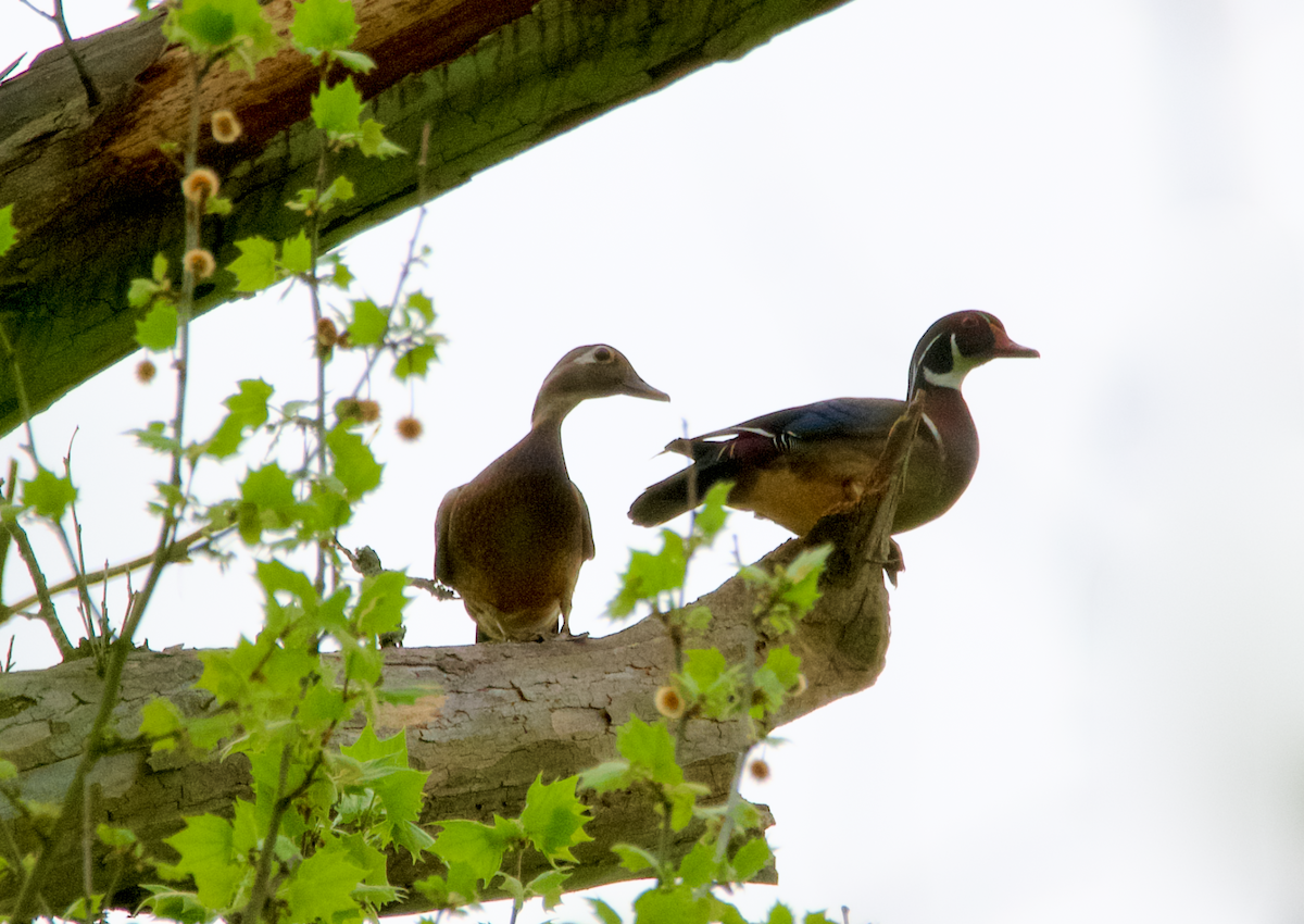 Wood Duck - ML617538696