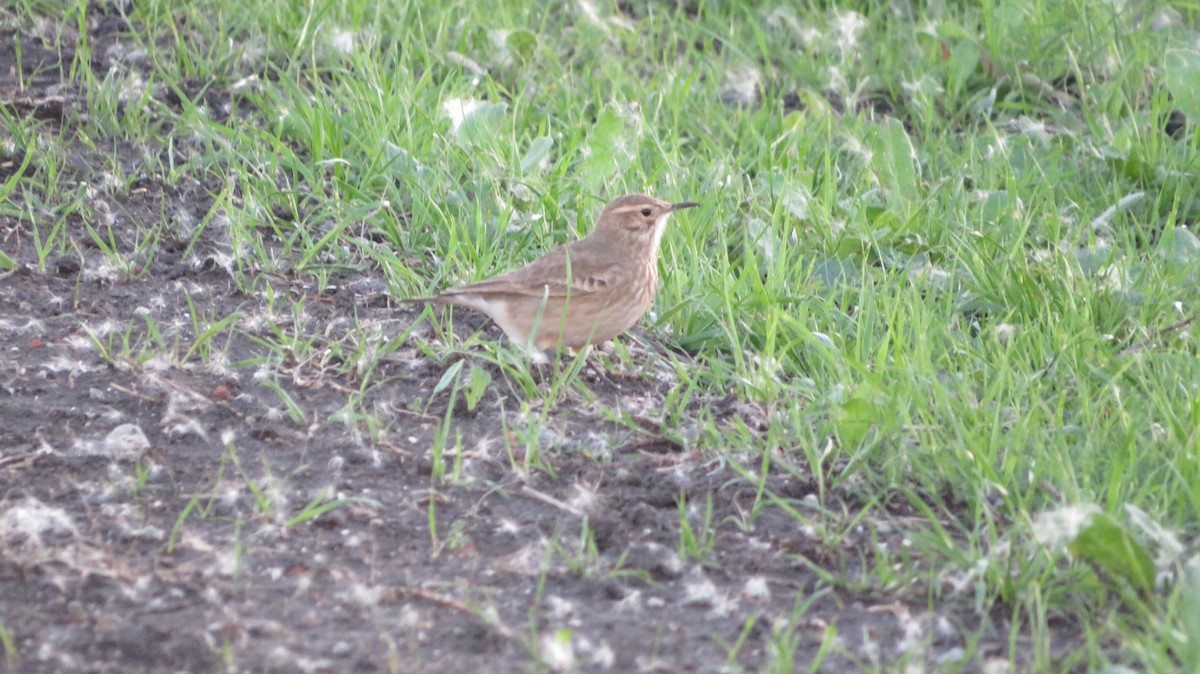 Common Miner - ML617538704