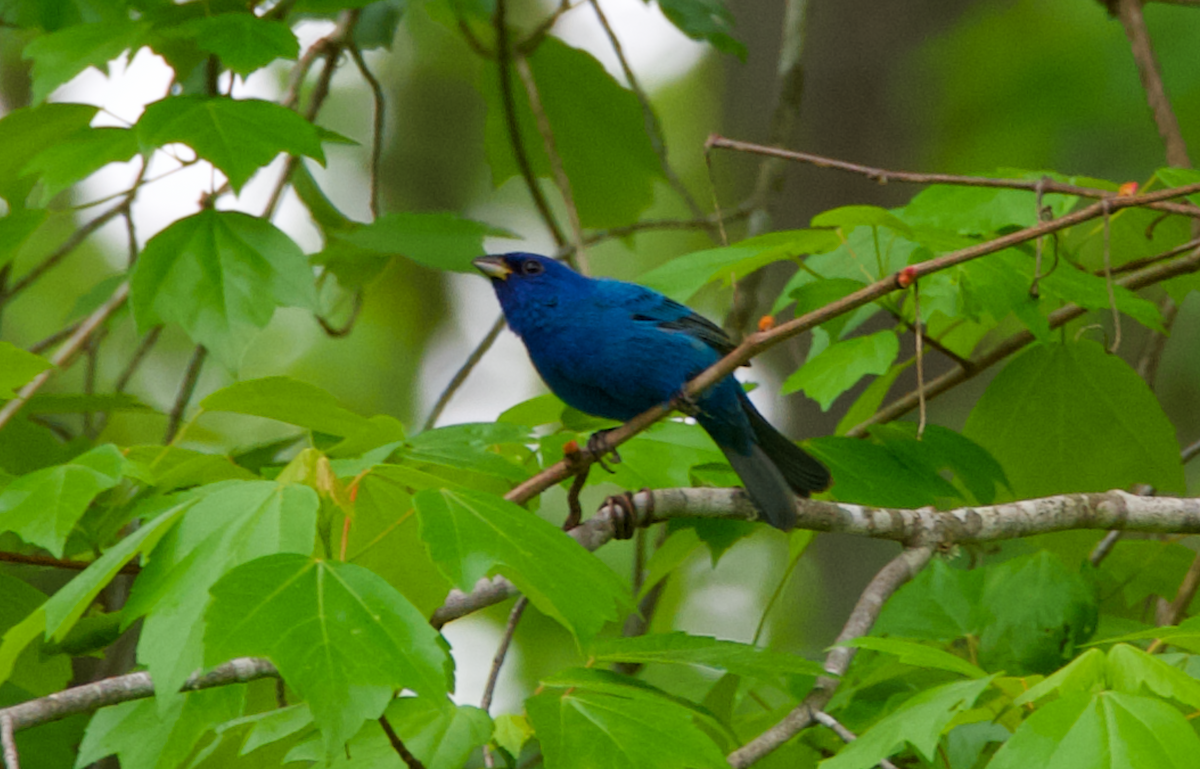 Indigo Bunting - Heather Buttonow