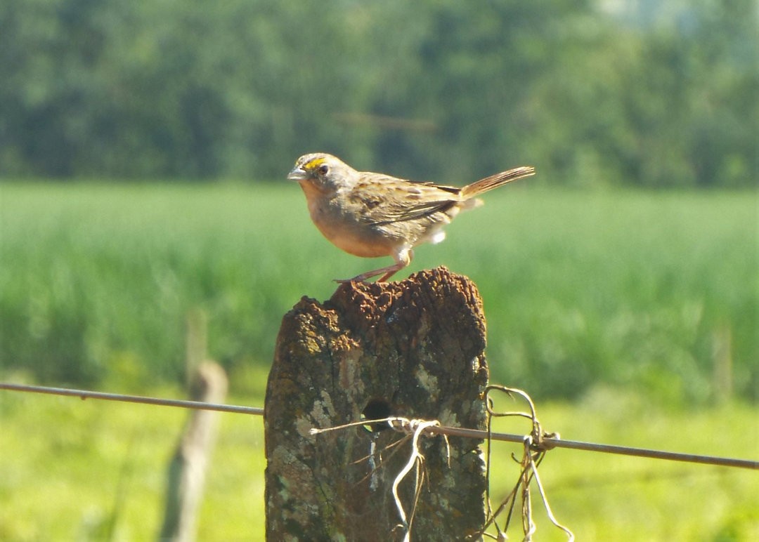 Grassland Sparrow - Henrique Heidi Horiyshi