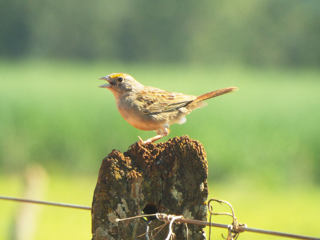 Grassland Sparrow - Henrique Heidi Horiyshi