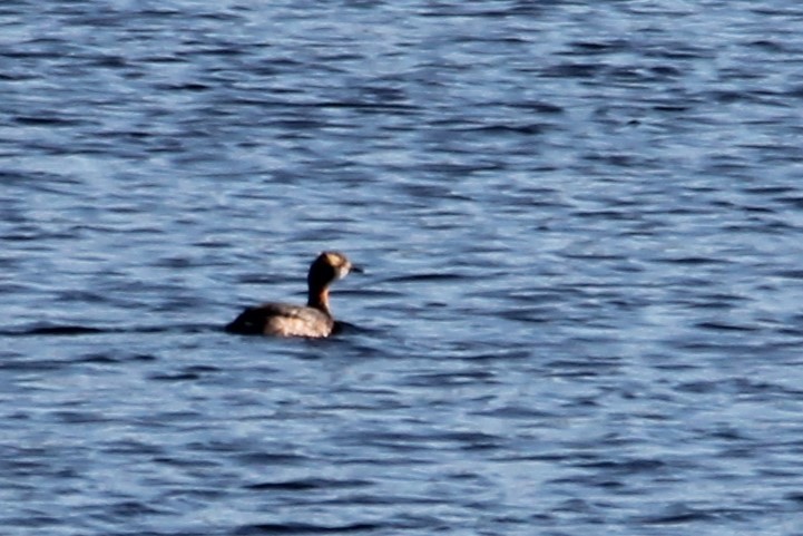 Horned Grebe - ML617538752