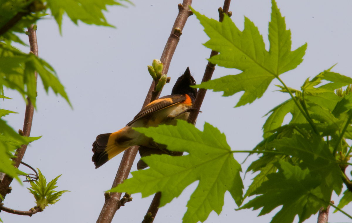 American Redstart - ML617538764